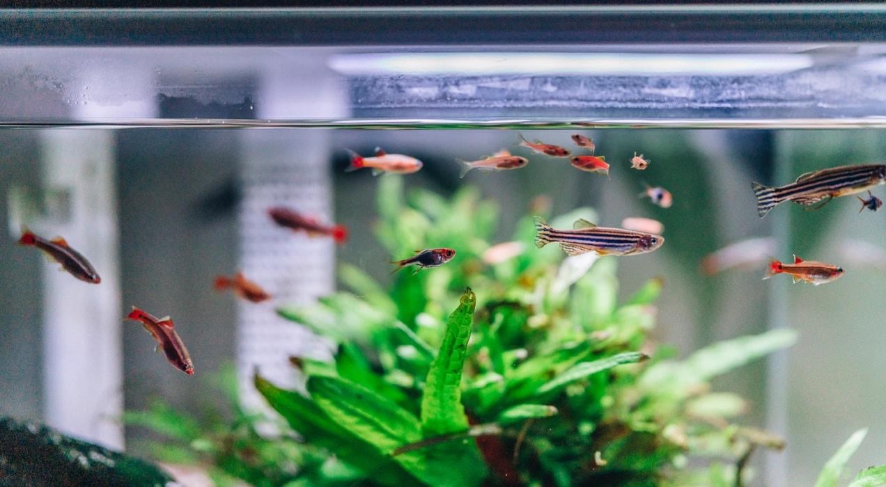 tank full of fish